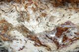 Colorful, Hubbard Basin Petrified Wood Slab - Nevada #305079-1